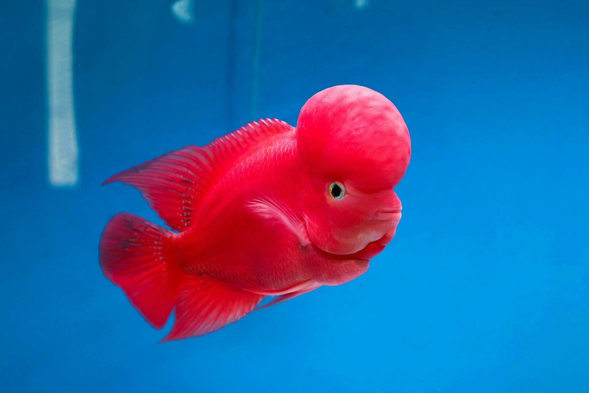Imagem do Flowerhorn
